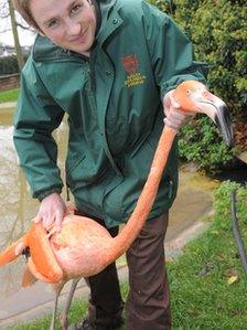 Catching a flamingo-pic from Dudley Zoo