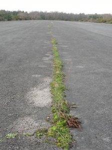 The cracks in the old tarmac being reclaimed by heathland and grassland species by Rachel Hartland