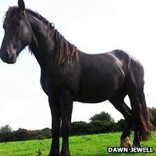 Dawn Jewell's stallion before he was killed