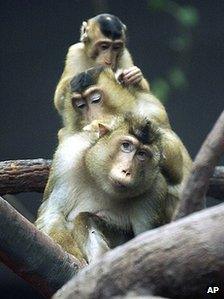 Barbary monkeys