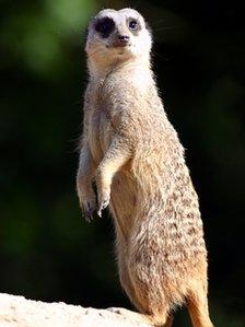 Meerkat