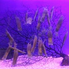 Coral tree covered in shark egg cases at Tynemouth Blue Reef Aquarium