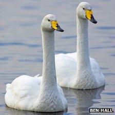 Whooper swans. Pic: Ben Hall