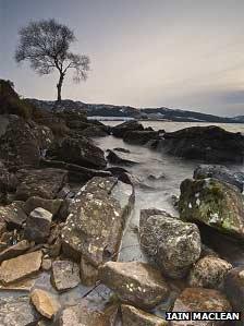 A tree at Loch Duntealchaig. Pic: Iain Maclean