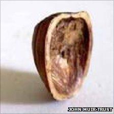 Split hazelnut shell. Pic: John Muir Trust