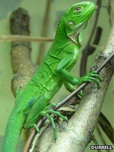 Lesser Antillean iguana