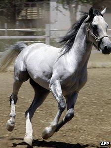 Arabian horse