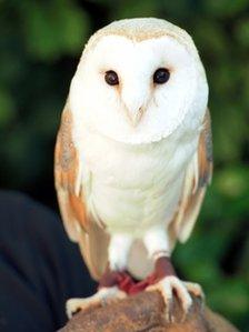 A barn owl