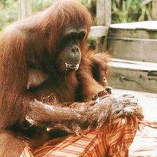 An Orang-utan