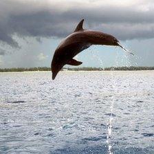 A dolphin in the sea