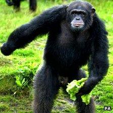 A chimpanzee