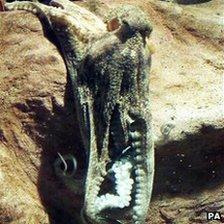 An Octopus