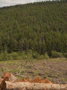 Phytophthora ramorum affecting Japanese Larch at the Penhydd section of the Afan forest, south Wales (picture: Forestry Commission / Isobel Cameron)