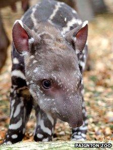 Dexter the tapir (Paignton Zoo)