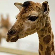 The giraffe was born at Paignton Zoo on Valentine's day