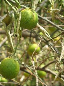 Green orange fruit with wilted leaves