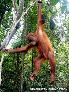Orangutan