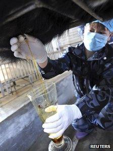 An employee extracts bear bile at a bear farm in Fujian province