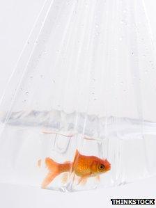 Goldfish in a bag. Photo: Thinkstock