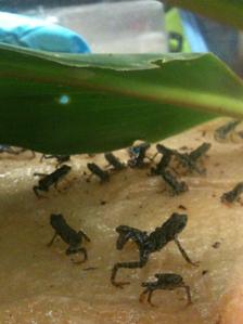 Atelopus certus babies born in captivity