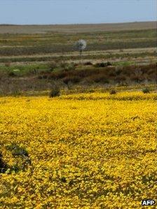 A field of blooming flowers on August 10, 2009 on the outskirt of the small town of Nieuwoudtville in the Northern Cape