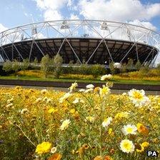 Wildflowers near stadium