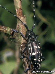 Asian Longhorn Beetle. (Picture: The Forestry Commission)