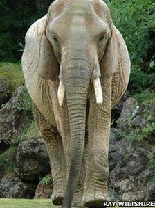 Duchess the African elephant