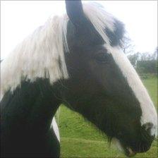 10-year-old gypsy cob, Jay