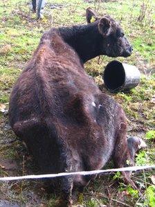 Pitman was convicted of causing unnecessary suffering to one cow, which had to be put down