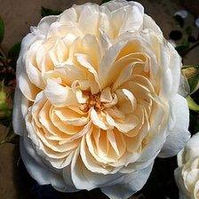 Queen's Jubilee Rose by Peter Beales Roses