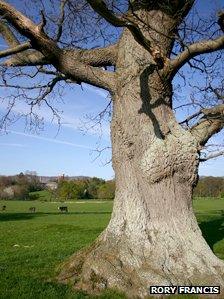 An oak near Ruthin, Denbighshire