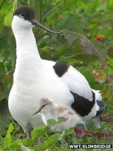 Avocet