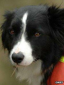 Bob the border collie