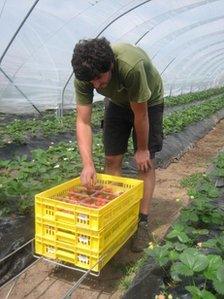 Strawberry picking