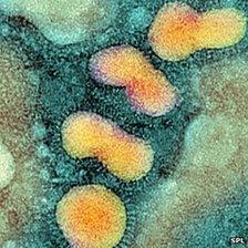 H5N1 Bird Flu virus