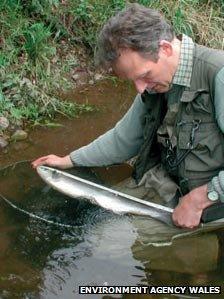 A salmon is measured before release