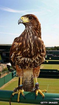 Hawk standing on pole overlooking tennis court