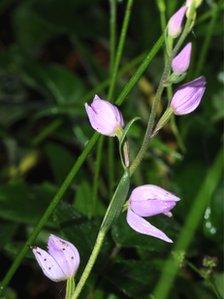 Red helleborine