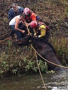 Molly the horse being rescued from the river Douglas