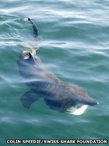 Basking shark. Pic: Colin Speedie/Swiss Shark Foundation