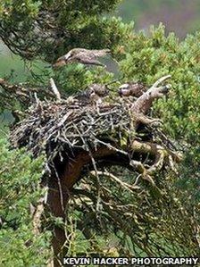 Loch of the Lowes Osprey