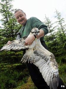 Kielder osprey chick being ringed