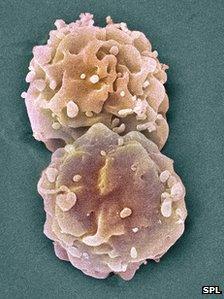 Embryonic cells