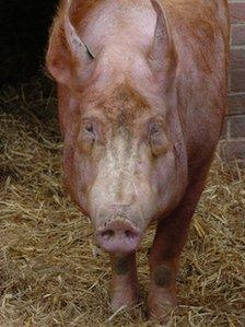 Tamworth pig - generic