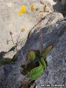 Portland hawkweed