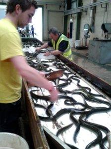 Eel processing plant