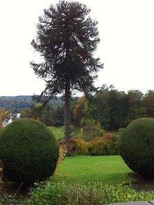 Monkey puzzle tree