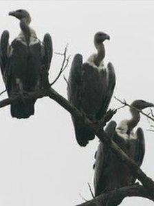 Oriental white-backed vultures (Image: Nick Lindsay/ZSL)