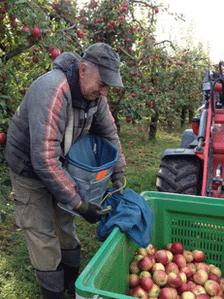 A Polish apple-picker